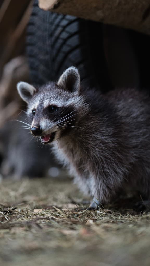 Waschbär-Impression