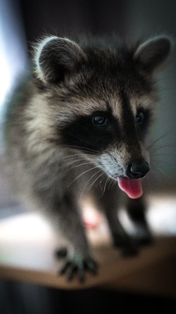 Waschbär-Impression