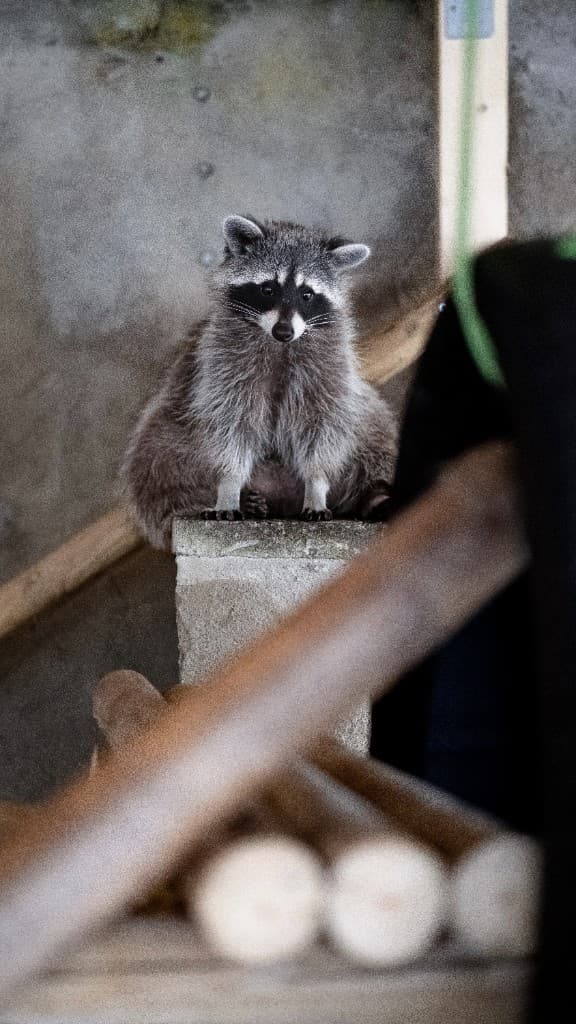 Waschbär-Impression