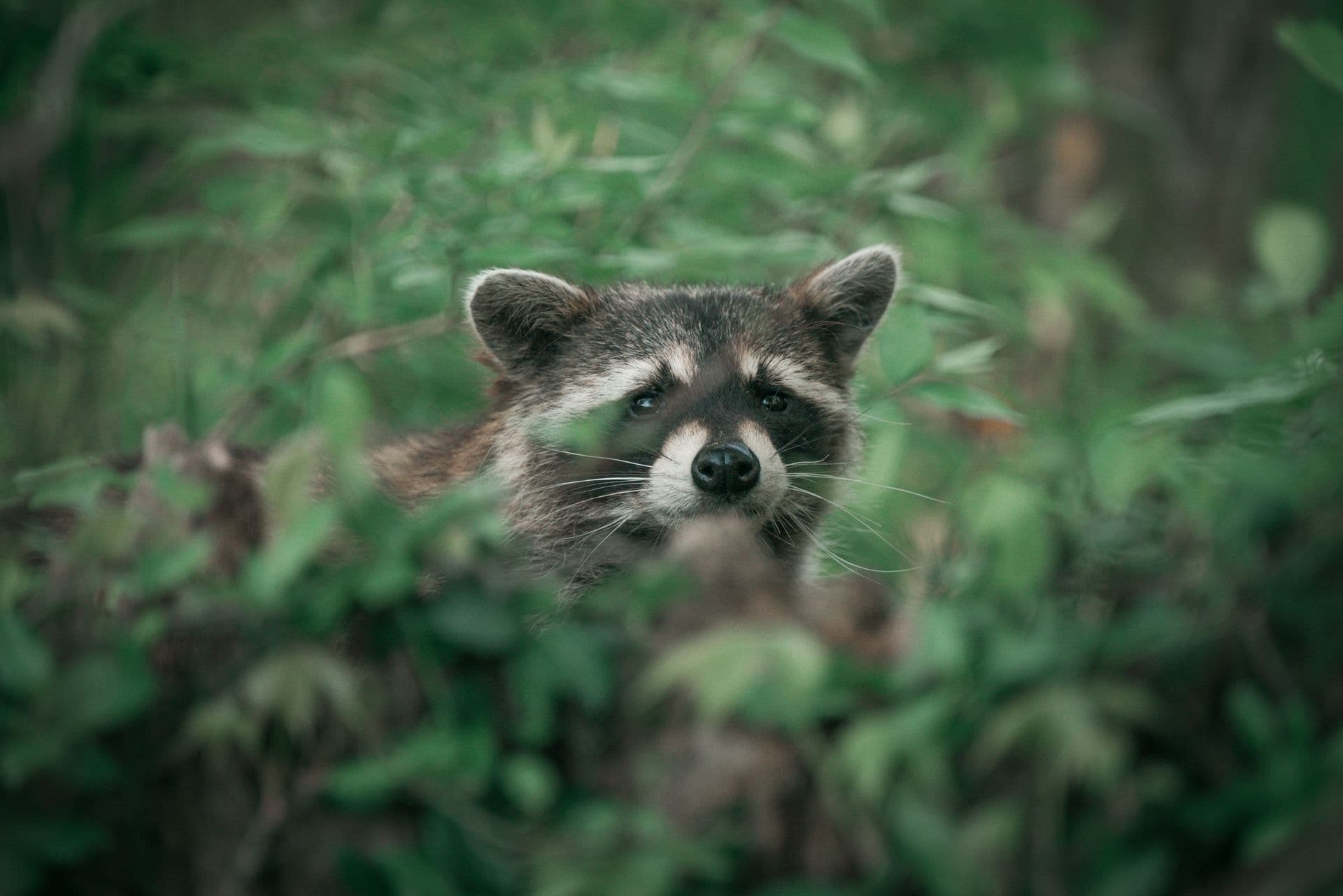 Waschbär zwischen grünem Laub