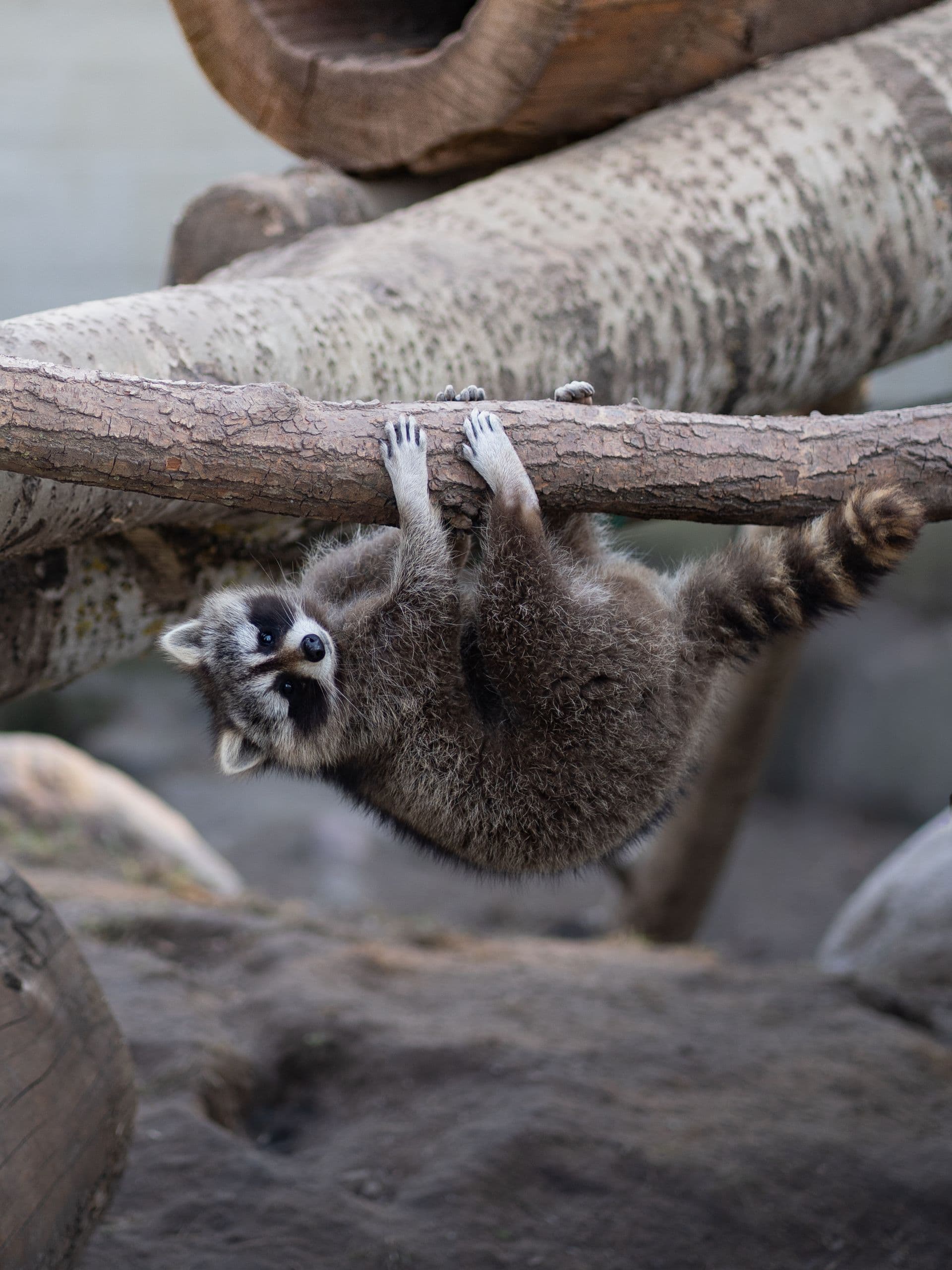 Waschbär hängt spielerisch an einem Ast