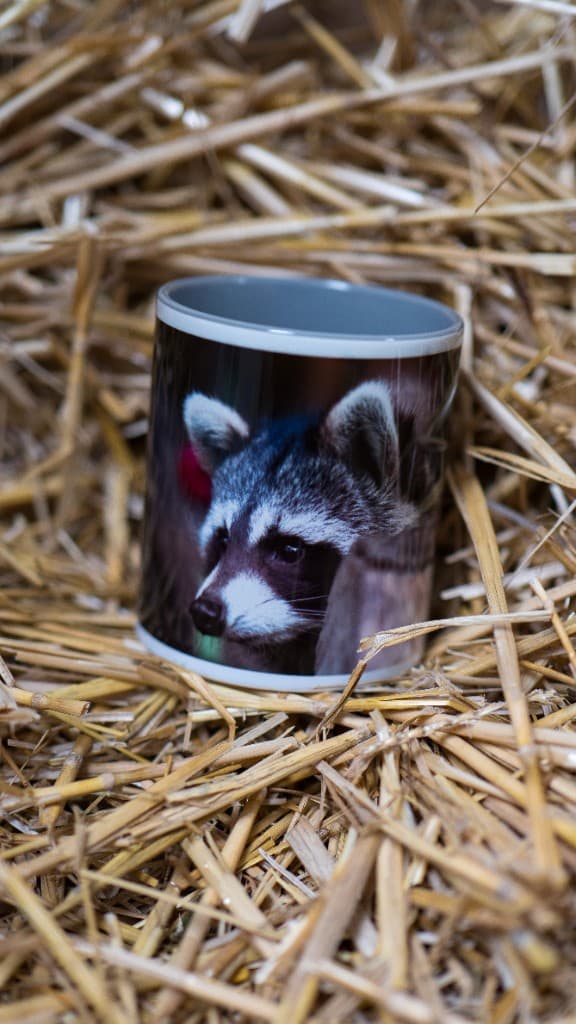 Waschbär-Motiv