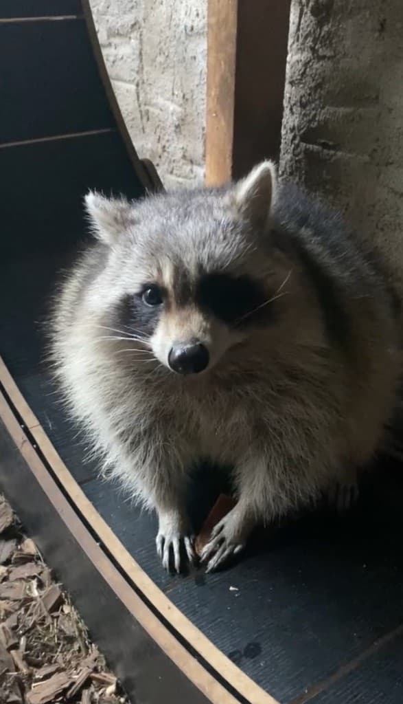 Charlie – bei Wilde Heimat