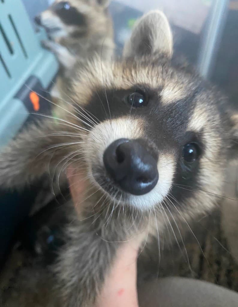 Loki – bei Wilde Heimat