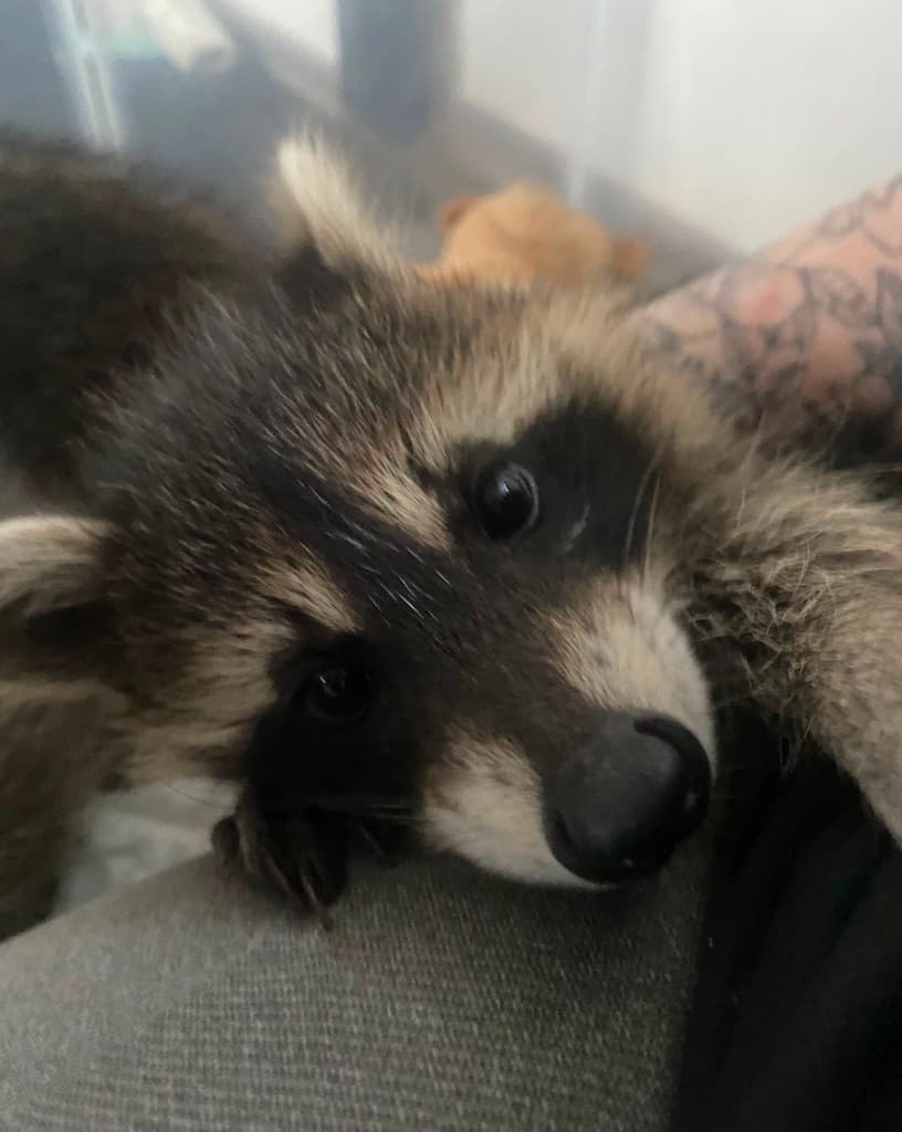Pablo – bei Wilde Heimat