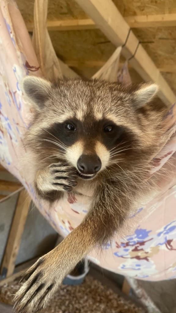 Waschbär in der Hängematte