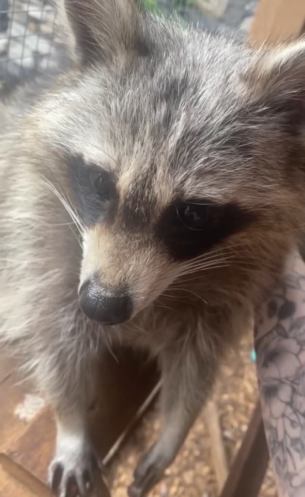 Charlie schaut neugierig in die Kamera