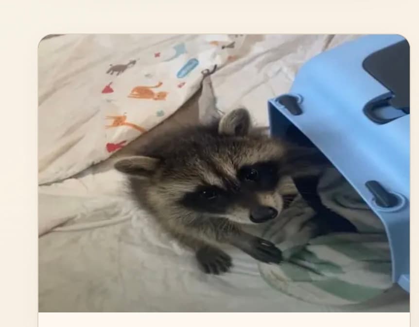 Luna schaut neugierig aus ihrer Transportbox
