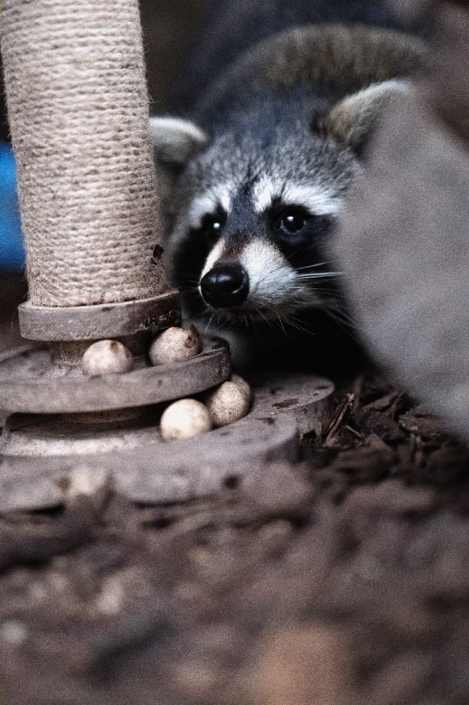 Pedro lugt neugierig hinter dem Kratzbaum hervor